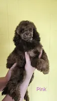 Pink collar gal, a female Poodle - Miniature  for sale in Poplar Grove, IL – 4 of 8