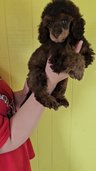 Orange Collar Moyen, a male Poodle - Miniature  for sale in Poplar Grove, IL – 8 of 8