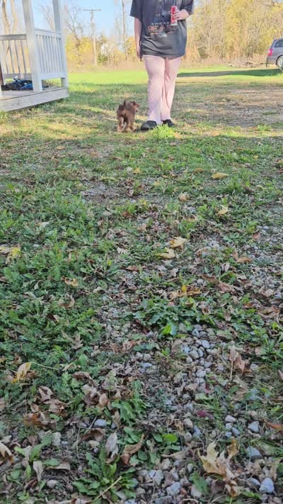 RED COLLAR Mini doodle, a female Poodle - Miniature  and Miniature Aussiedoodle for sale in Poplar Grove, IL – 10 of 10