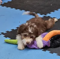 PINK COLLAR  Toy/Mini Doodle, a female Poodle - Miniature  and Miniature Aussiedoodle for sale in Poplar Grove, IL – 2 of 10