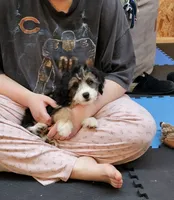 YELLOW collar Mini Doodle, a female Poodle - Miniature  and Miniature Aussiedoodle for sale in Poplar Grove, IL – 6 of 10