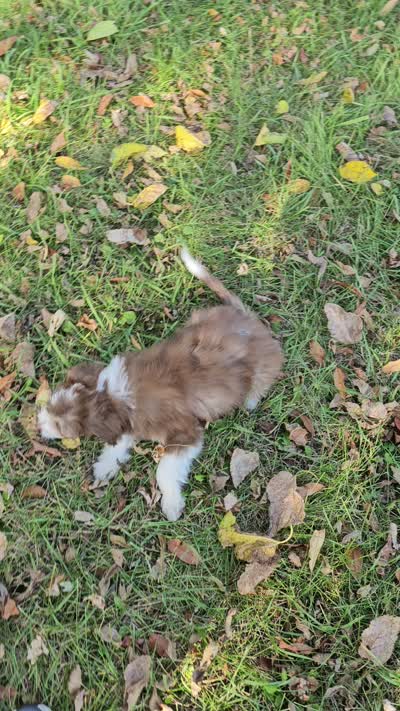 PINK COLLAR  Toy/Mini Doodle, a female Poodle - Miniature  and Miniature Aussiedoodle for sale in Poplar Grove, IL – 8 of 10