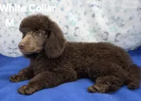 White Collar, a male Poodle - Multi-Colored Standard and Poodle - Standard  for sale in Poplar Grove, IL – Photo 3 of 4