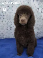 White Collar, a male Poodle - Multi-Colored Standard and Poodle - Standard  for sale in Poplar Grove, IL – Photo 1 of 4