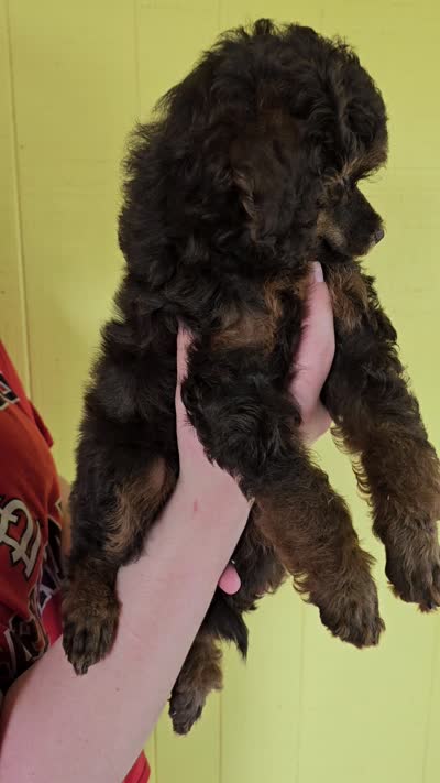 Blue color male Moyen, a male Poodle - Miniature  for sale in Poplar Grove, IL – 9 of 9