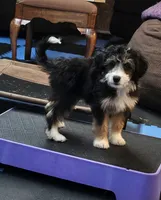 YELLOW collar Mini Doodle, a female Poodle - Miniature  and Miniature Aussiedoodle for sale in Poplar Grove, IL – 3 of 10