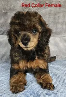 RED Color female small moyen, a female Poodle - Miniature  for sale in Poplar Grove, IL – 5 of 7