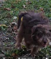 RED COLLAR Mini doodle, a female Poodle - Miniature  and Miniature Aussiedoodle for sale in Poplar Grove, IL – 2 of 10