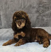 Orange Collar Moyen, a male Poodle - Miniature  for sale in Poplar Grove, IL – 3 of 8