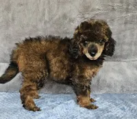 RED Color female small moyen, a female Poodle - Miniature  for sale in Poplar Grove, IL – 2 of 7