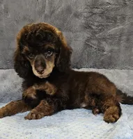 Orange Collar Moyen, a male Poodle - Miniature  for sale in Poplar Grove, IL – 5 of 8