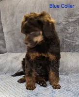 Blue color male Moyen, a male Poodle - Miniature  for sale in Poplar Grove, IL – 6 of 9