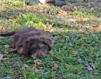 RED COLLAR Mini doodle, a female Poodle - Miniature  and Miniature Aussiedoodle for sale in Poplar Grove, IL – 7 of 10