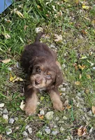 RED COLLAR Mini doodle, a female Poodle - Miniature  and Miniature Aussiedoodle for sale in Poplar Grove, IL – 9 of 10