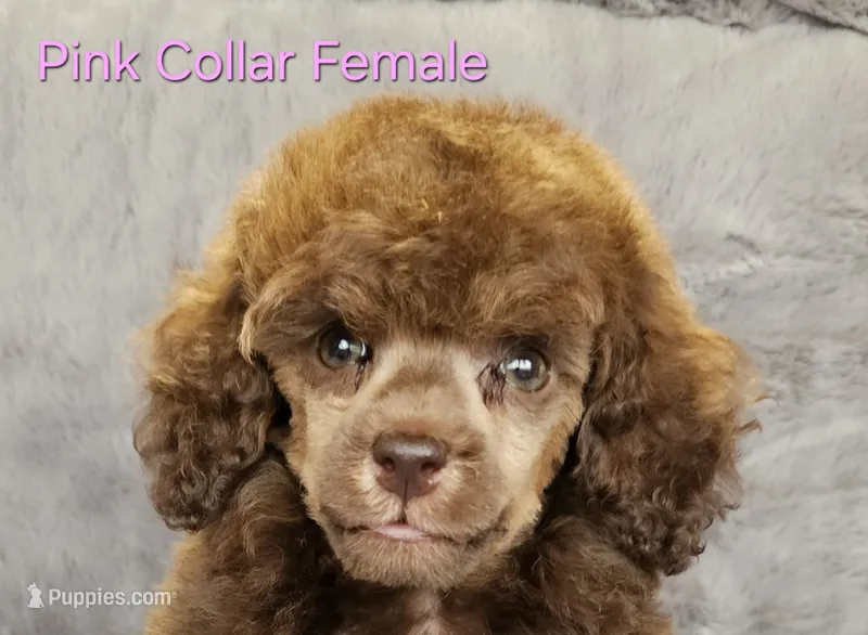 Pink collar gal – Poodle - Miniature  puppy for sale in Poplar Grove, IL