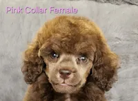 Pink collar gal, a female Poodle - Miniature  for sale in Poplar Grove, IL – 1 of 8