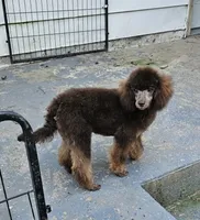 Coco lager mini/Moyen, a female Poodle - Miniature  for sale in Poplar Grove, IL – 4 of 10