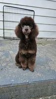 Coco lager mini/Moyen, a female Poodle - Miniature  for sale in Poplar Grove, IL – 2 of 10