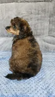 RED Color female small moyen, a female Poodle - Miniature  for sale in Poplar Grove, IL – 7 of 7