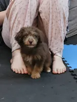 RED COLLAR Mini doodle, a female Poodle - Miniature  and Miniature Aussiedoodle for sale in Poplar Grove, IL – 5 of 10