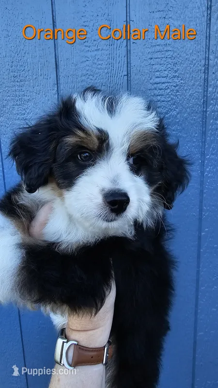 Mini Orange Collar  – Miniature Aussiedoodle puppy for sale in Poplar Grove, IL