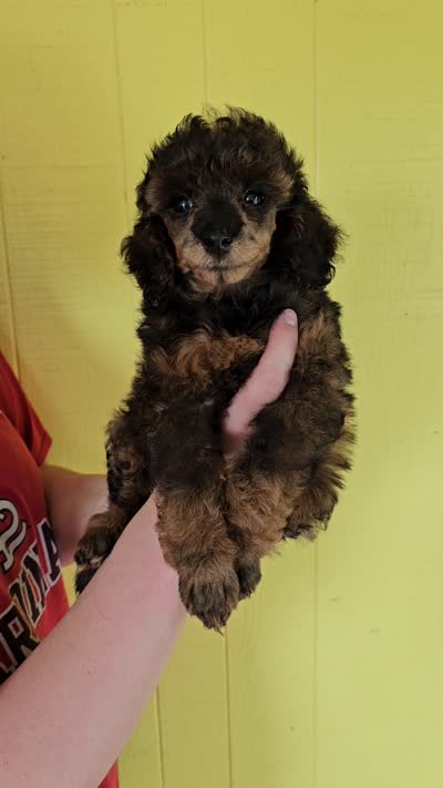 RED Color female small moyen, a female Poodle - Miniature  for sale in Poplar Grove, IL – 3 of 7