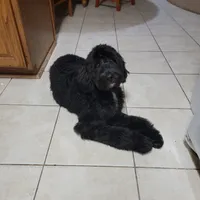 Ollie Trained!, a male Poodle - Miniature  and Miniature Bernedoodle for sale in Poplar Grove, IL – Photo 2 of 8