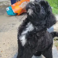 Ollie Trained!, a male Poodle - Miniature  and Miniature Bernedoodle for sale in Poplar Grove, IL – Photo 7 of 8