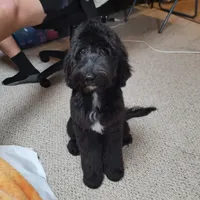 Ollie Trained!, a male Poodle - Miniature  and Miniature Bernedoodle for sale in Poplar Grove, IL – Photo 3 of 8