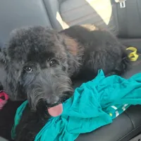 Ollie Trained!, a male Poodle - Miniature  and Miniature Bernedoodle for sale in Poplar Grove, IL – Photo 6 of 8