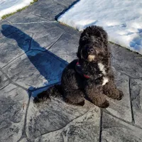 Ollie Trained!, a male Poodle - Miniature  and Miniature Bernedoodle for sale in Poplar Grove, IL – Photo 1 of 8