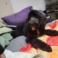 Ollie Trained!, a male Poodle - Miniature  and Miniature Bernedoodle for sale in Poplar Grove, IL – Photo 8 of 8