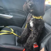 Ollie Trained!, a male Poodle - Miniature  and Miniature Bernedoodle for sale in Poplar Grove, IL – Photo 5 of 8