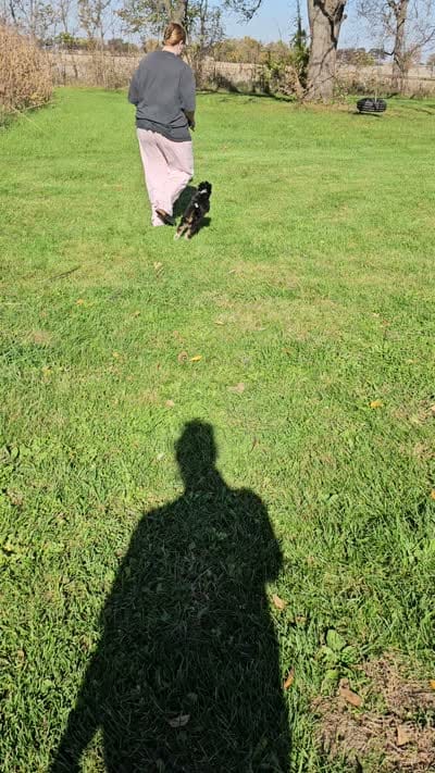 YELLOW collar Mini Doodle, a female Poodle - Miniature  and Miniature Aussiedoodle for sale in Poplar Grove, IL – 9 of 10