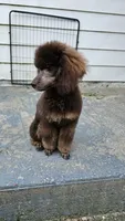 Coco lager mini/Moyen, a female Poodle - Miniature  for sale in Poplar Grove, IL – 7 of 10