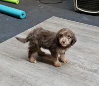 RED COLLAR Mini doodle, a female Poodle - Miniature  and Miniature Aussiedoodle for sale in Poplar Grove, IL – 4 of 10