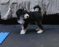 Purple Mini doodle, a female Poodle - Miniature  and Miniature Aussiedoodle for sale in Poplar Grove, IL – 5 of 9