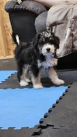 Purple Mini doodle, a female Poodle - Miniature  and Miniature Aussiedoodle for sale in Poplar Grove, IL – 4 of 9