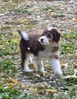 PINK COLLAR  Toy/Mini Doodle, a female Poodle - Miniature  and Miniature Aussiedoodle for sale in Poplar Grove, IL – 9 of 10