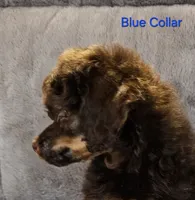 Blue color male Moyen, a male Poodle - Miniature  for sale in Poplar Grove, IL – 3 of 9