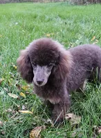 Coco lager mini/Moyen, a female Poodle - Miniature  for sale in Poplar Grove, IL – 6 of 10