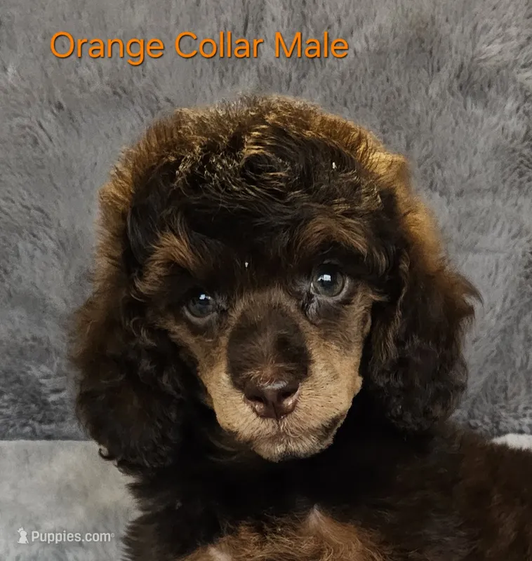 Orange Collar Moyen – Poodle - Miniature  puppy for sale in Poplar Grove, IL