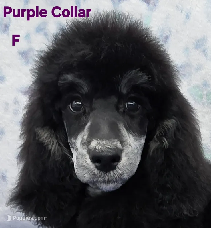 Small standard purple Collar