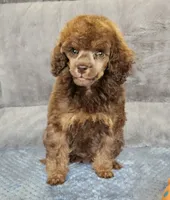 Pink collar gal, a female Poodle - Miniature  for sale in Poplar Grove, IL – 3 of 8