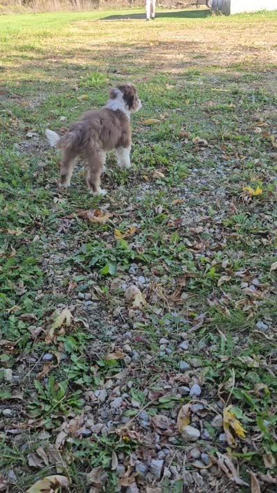 PINK COLLAR  Toy/Mini Doodle, a female Poodle - Miniature  and Miniature Aussiedoodle for sale in Poplar Grove, IL – 10 of 10