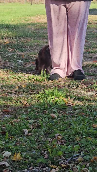 GREEN COLLAR MiniDoodle, a male Poodle - Miniature  and Miniature Aussiedoodle for sale in Poplar Grove, IL – 7 of 8