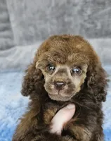 Pink collar gal, a female Poodle - Miniature  for sale in Poplar Grove, IL – 5 of 8