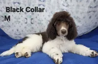 processed/234d2450-fad6-4cb2-a3fb-0ba86ecb68ea/listing/ce1637bd-38fc-4aa0-acce-bb54020efb92/24264527-9f44-4bf6-a434-10e2794cae1f