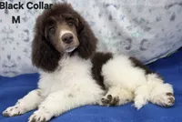 processed/234d2450-fad6-4cb2-a3fb-0ba86ecb68ea/listing/ce1637bd-38fc-4aa0-acce-bb54020efb92/91383c5f-0685-4e09-8380-8f092ac14fcb