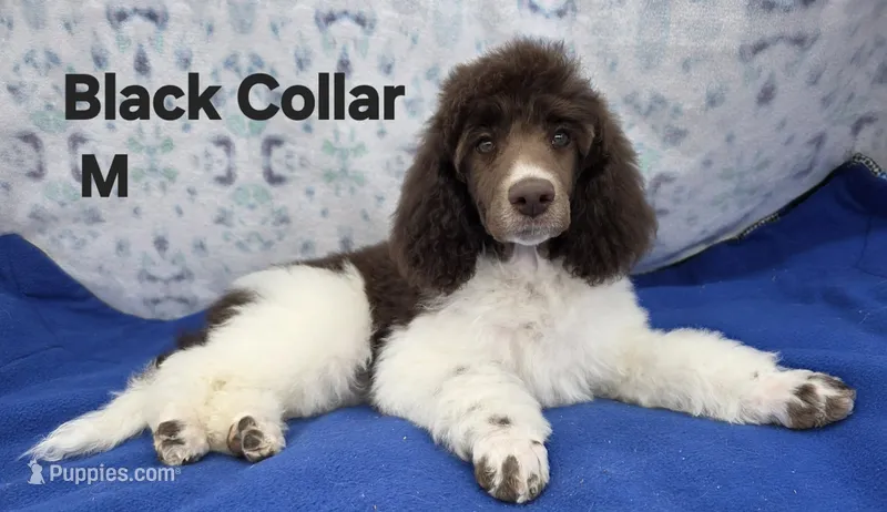 Black Collar sm. St poodle